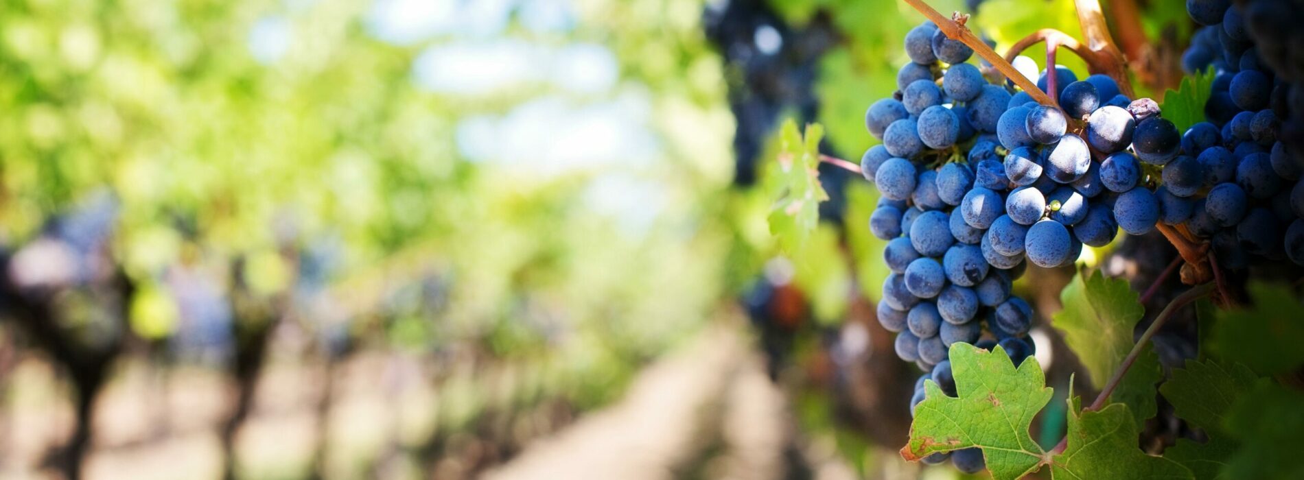 Uprawa winorośli – pielęgnacja, przycinanie i najlepsze odmiany winorośli