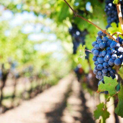 Uprawa winorośli – pielęgnacja, przycinanie i najlepsze odmiany winorośli